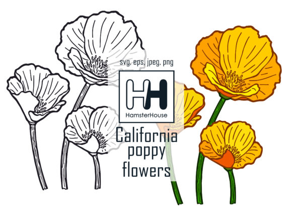 Eschscholtzia, California Poppy Flowers for Graphics and Illustrations