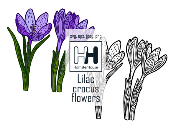 Lilac Crocus Flowers Graphics for Handmade Illustrations