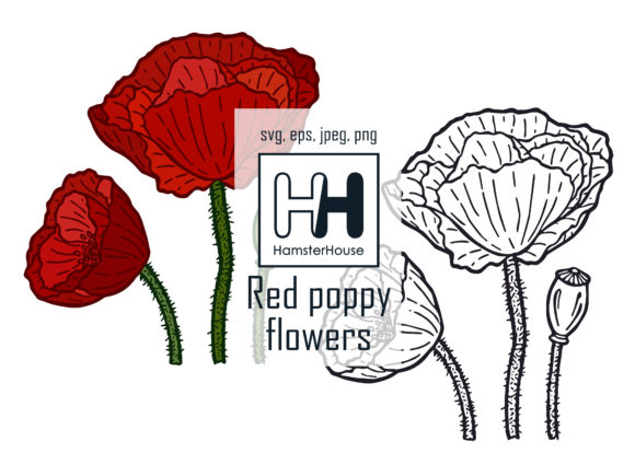 Red Poppy Flowers: A Practical Review for Graphics and Illustrations